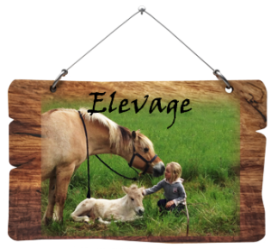 Elevage