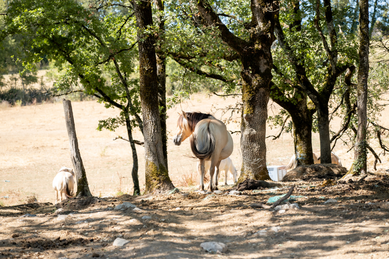 Cheval Fjord sellé attaché à l’ombre des chênes, en bordure de pré