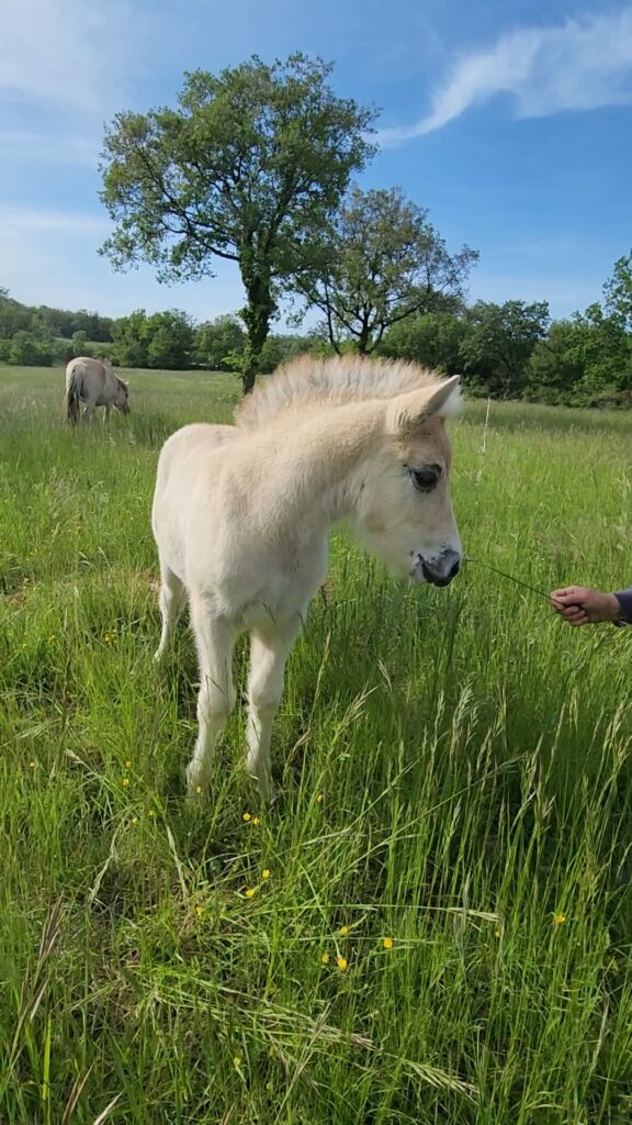 Cheval Fjord dans un pré sous un grand arbre