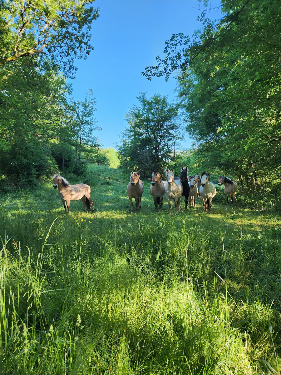 Cavaliers dans une prairie verdoyante