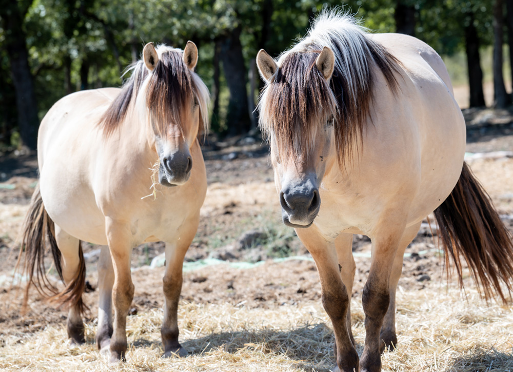 Randos-Fjords---Marion-Bartheye---Balade-à-cheval