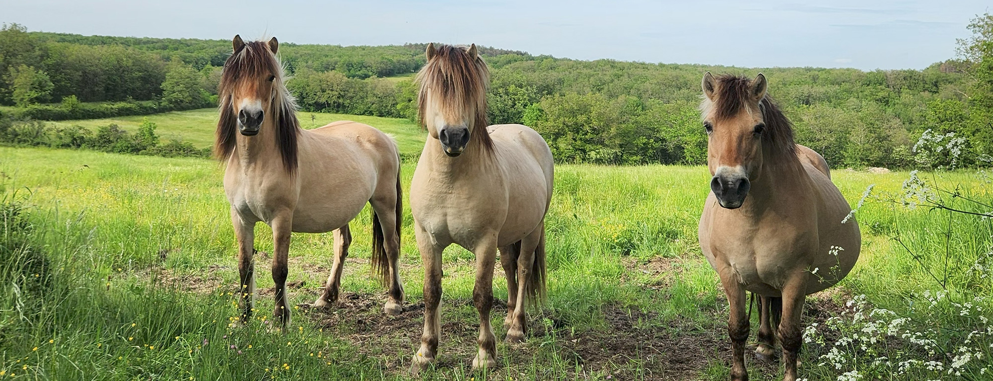 Troupeau de chevaux Fjord dans un pré du Tarn-et-Garonne